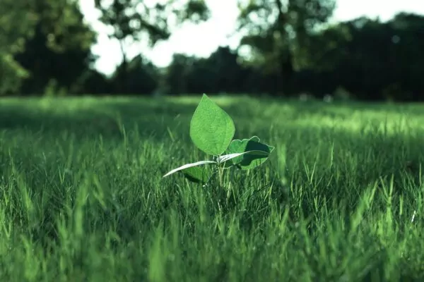 A small green leaf sitting on top of a lush green field
